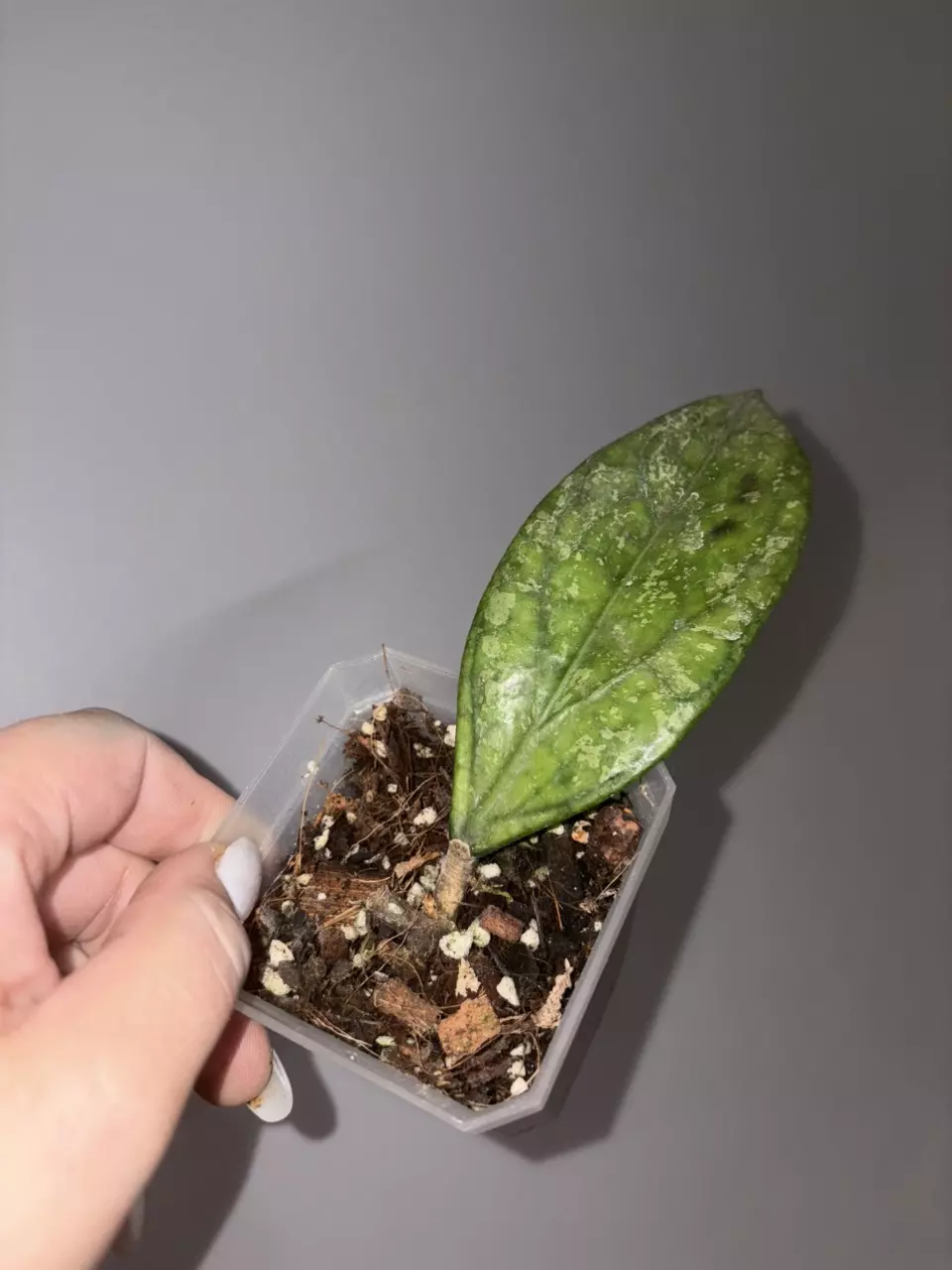 plant/Hoya Germany Splash-0