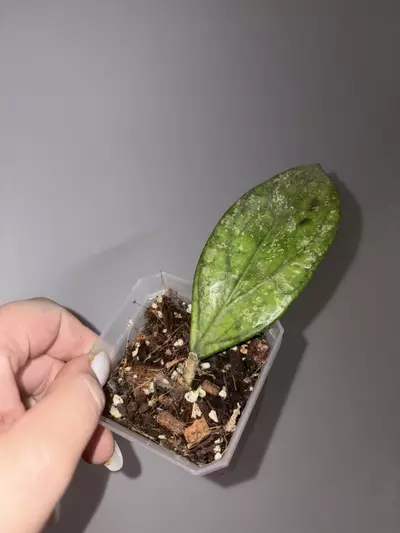 plant/Hoya Germany Splash-0-thumbnail