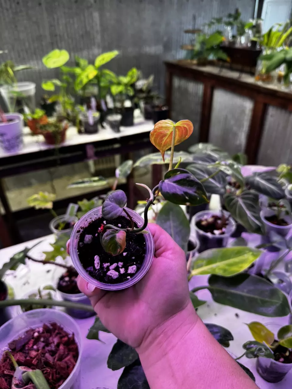 plant/0114 Philodendron Micans Aurea Variegated 2.5”-1