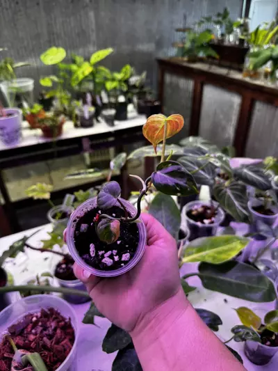 plant/0114 Philodendron Micans Aurea Variegated 2.5”-1-thumbnail