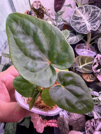 plant/Anthurium Circus Peanuts x Black Dress Clone seedling-0-thumbnail