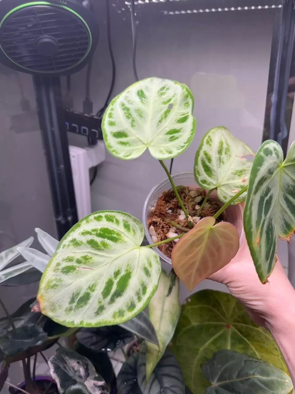 plant/Anthurium Super Silver Blush-2