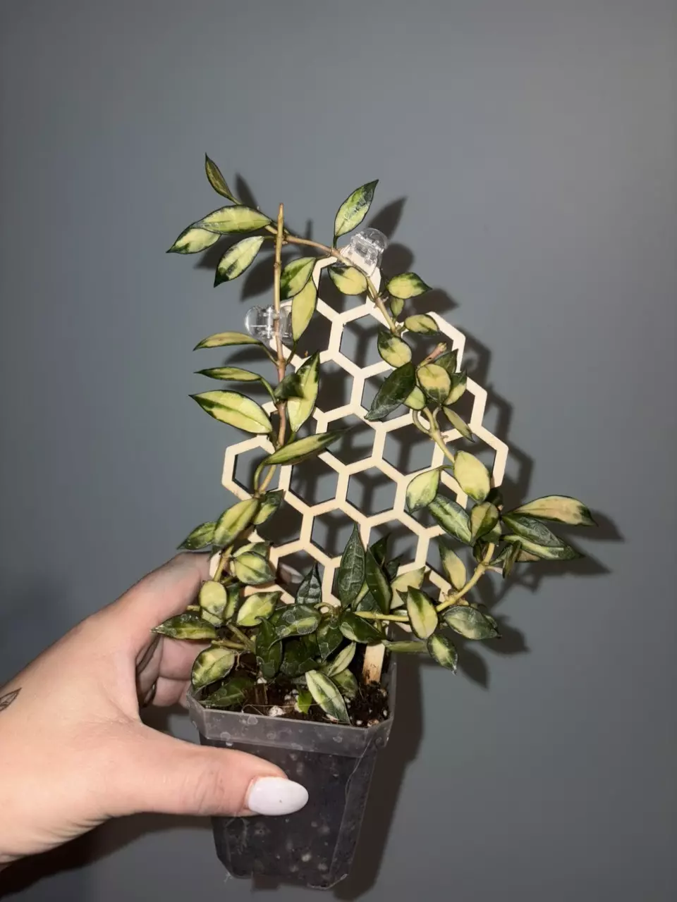 plant/Hoya Tricolor Bruno-0