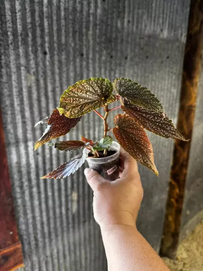 plant/0080 Pink Spot Begonia 2.5”-1-thumbnail