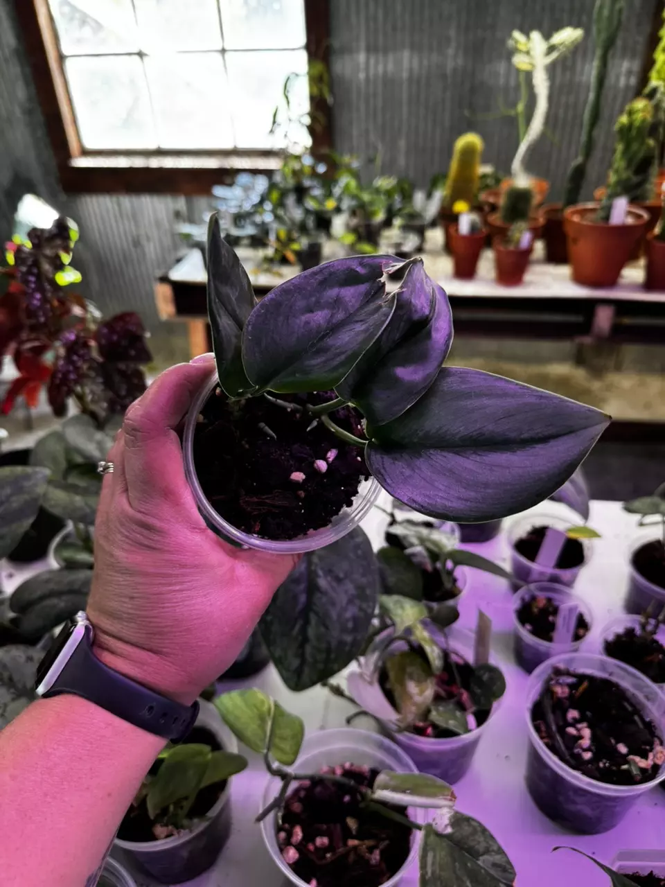 plant/0140 Scindapsus Treubii Moonlight 4”-1