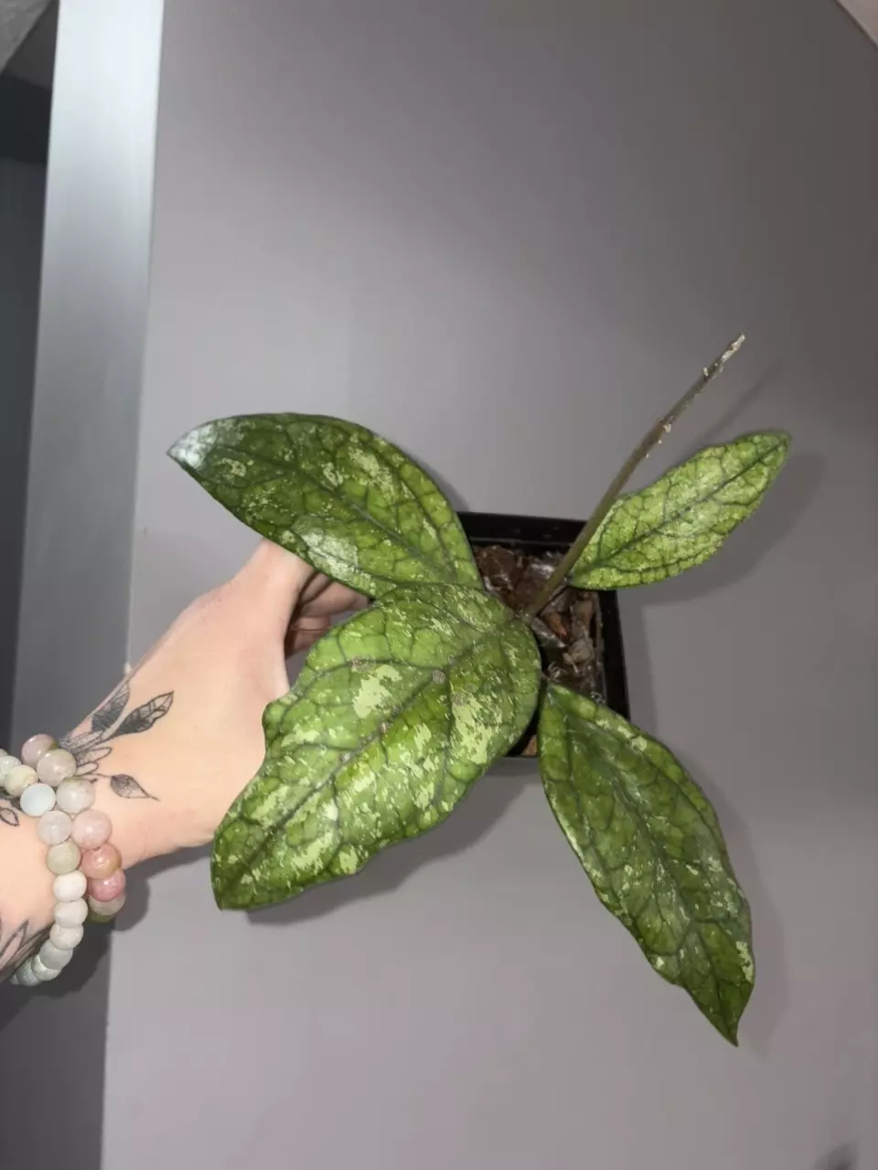 plant/Hoya Germany Splash-0