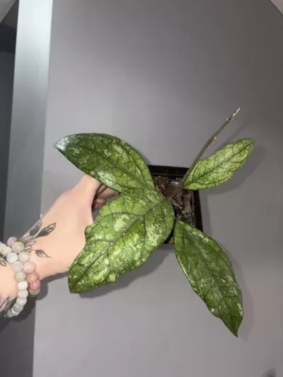 plant/Hoya Germany Splash-0-thumbnail