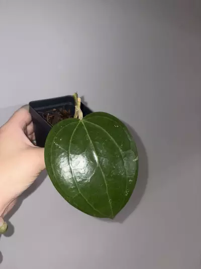 plant/Hoya Latifolia Dinner Plate-0-thumbnail