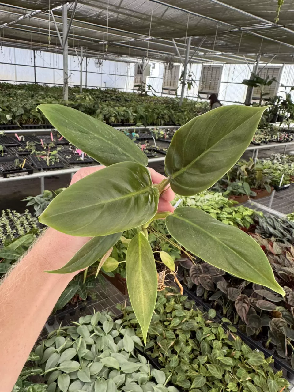 plant/XL philodendron subhastatum starter plant growers choice-0