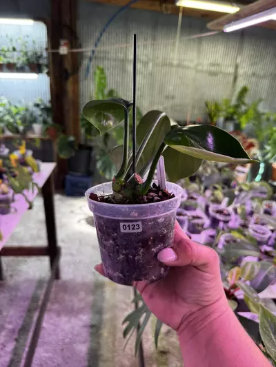 plant/0123 Rhapidaphora Decursiva 4”-0-thumbnail