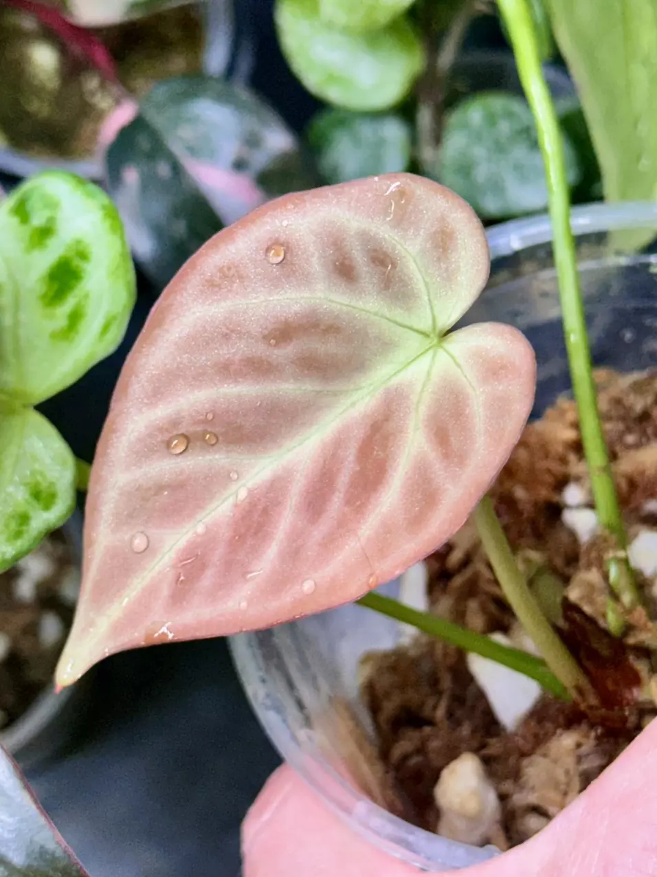 plant/Anthurium Super Silver Blush-0