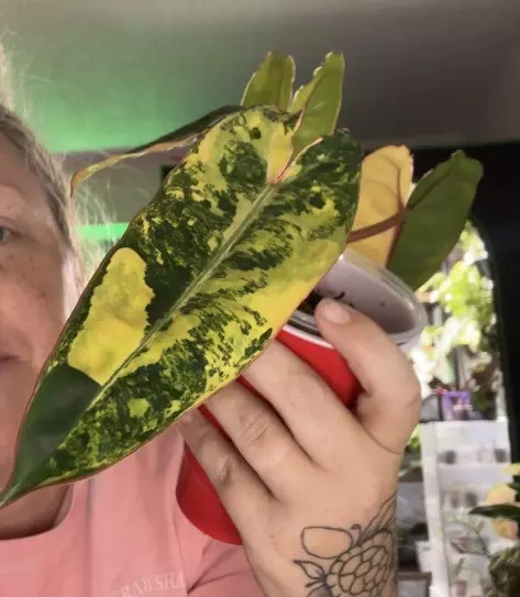 heat_pack/Billietae variegated fresh Top cut!-0