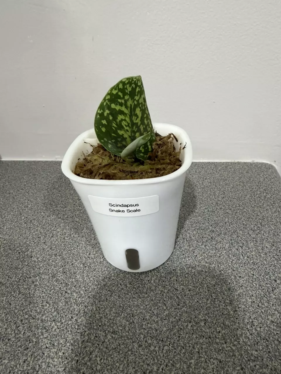 plant/Scindapsus Snake Scale-0