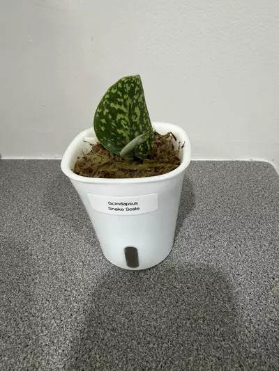 plant/Scindapsus Snake Scale-0-thumbnail