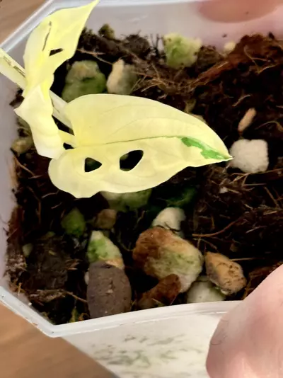 plant/Variegated Monstera Adansonii-1-thumbnail