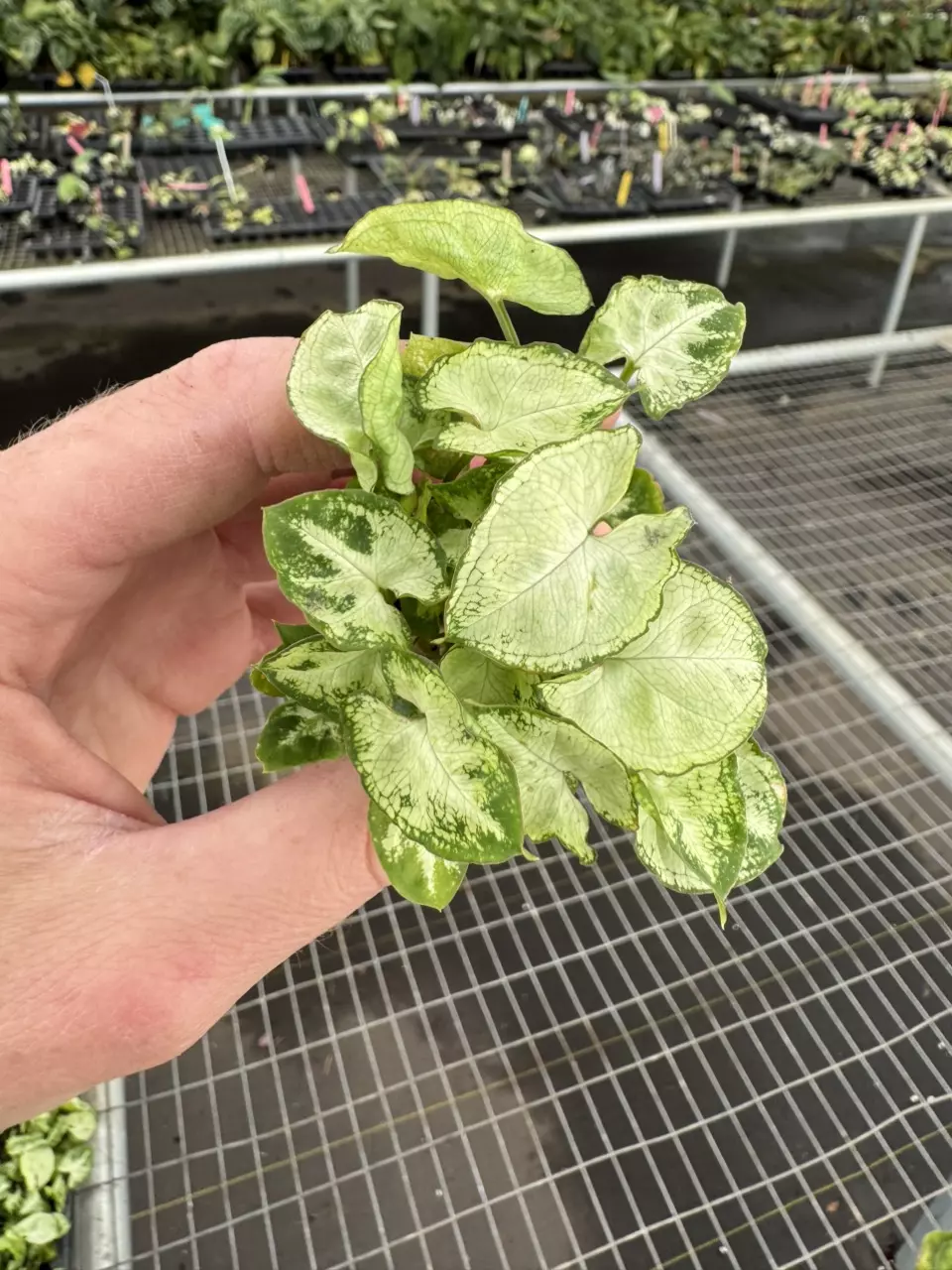 plant/Syngonium shorty starter plant growers choice-0