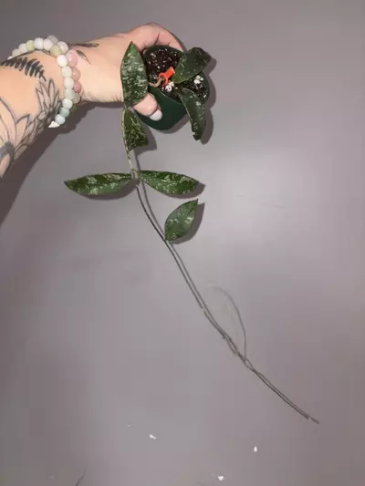 plant/Hoya Phuwaensis-0-thumbnail