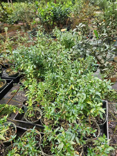 plant/Chinese serissa in a 4" pot growers choice-1-thumbnail