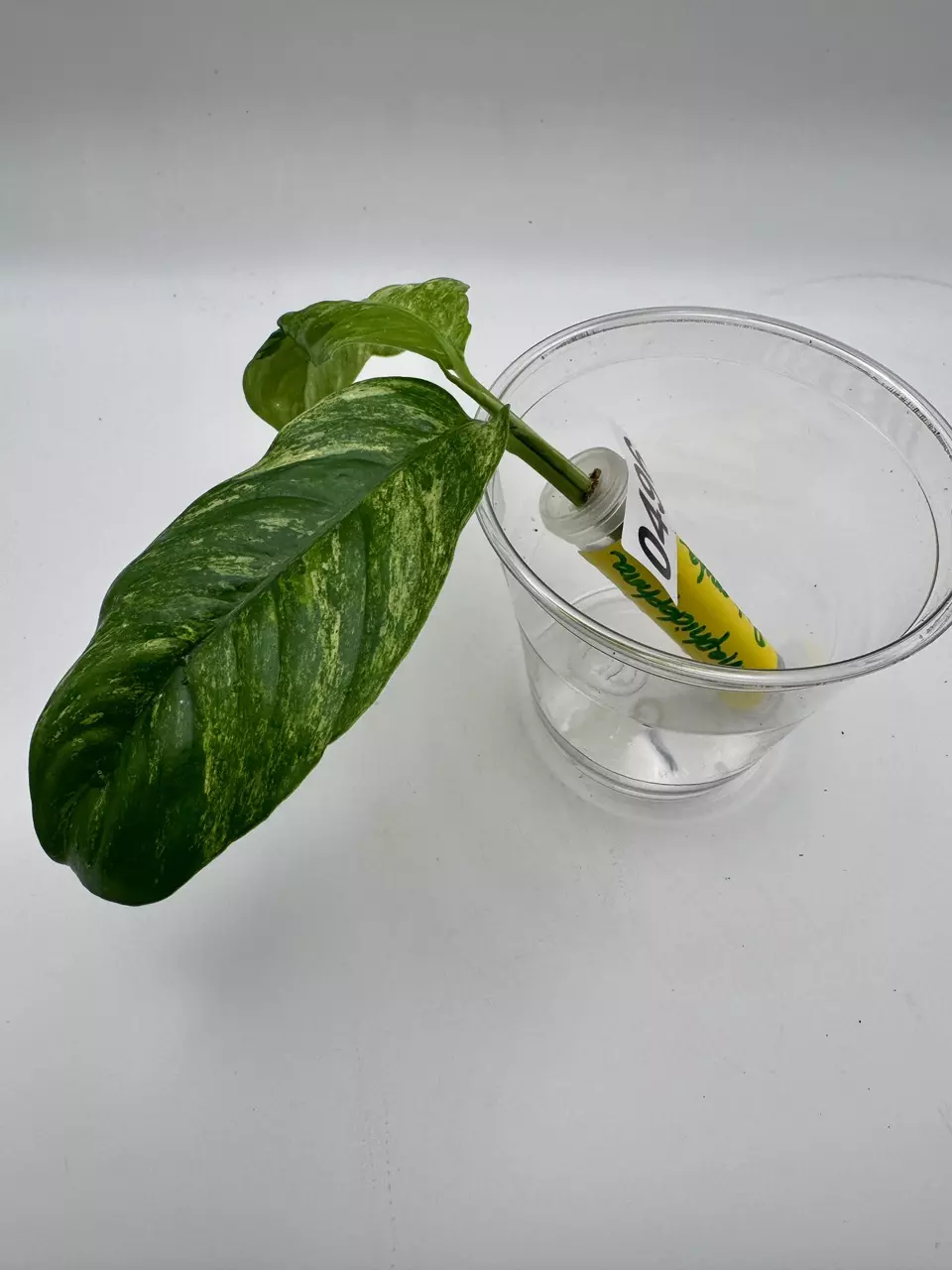 plant/Rhaphidophora Puberula variegated 0496-1