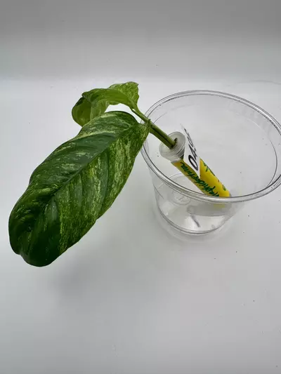 plant/Rhaphidophora Puberula variegated 0496-1-thumbnail