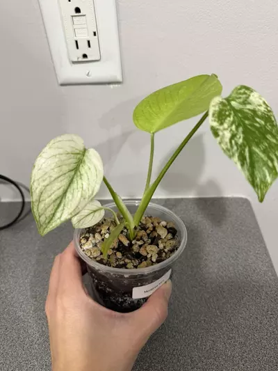 plant/Monstrea Mint-3-thumbnail