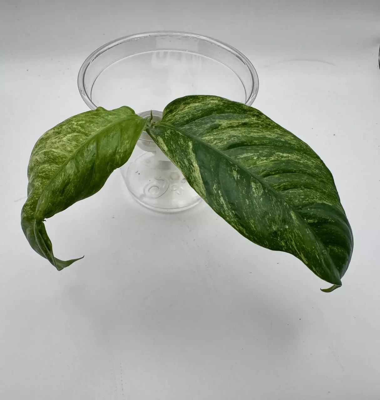 plant/Rhaphidophora Puberula variegated 0496-0