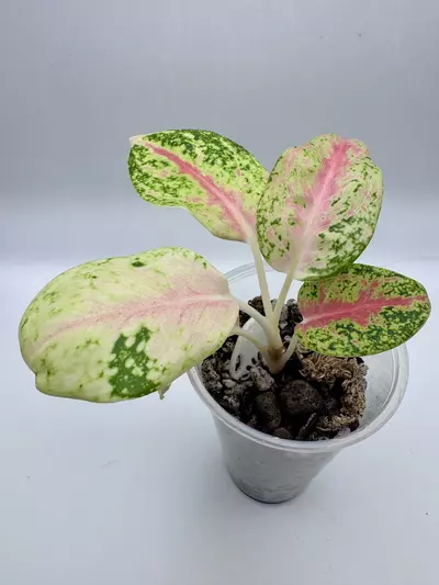 plant/Aglaonema Mahasetti 0494-1-thumbnail