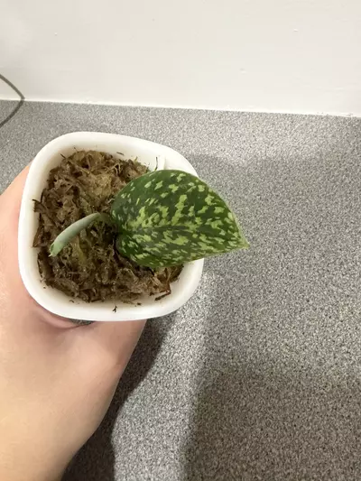 plant/Scindapsus Snake Scale-2-thumbnail