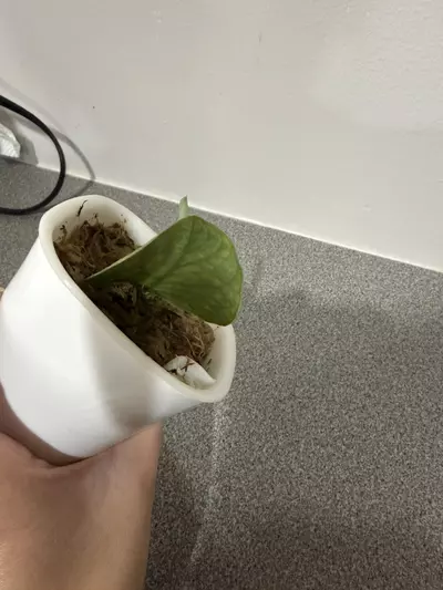 plant/Scindapsus Snake Scale-3-thumbnail