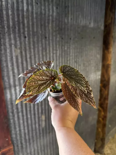 plant/0080 Pink Spot Begonia 2.5”-0-thumbnail