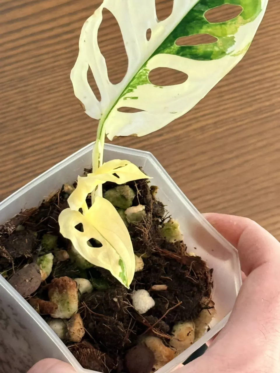 plant/Variegated Monstera Adansonii-0