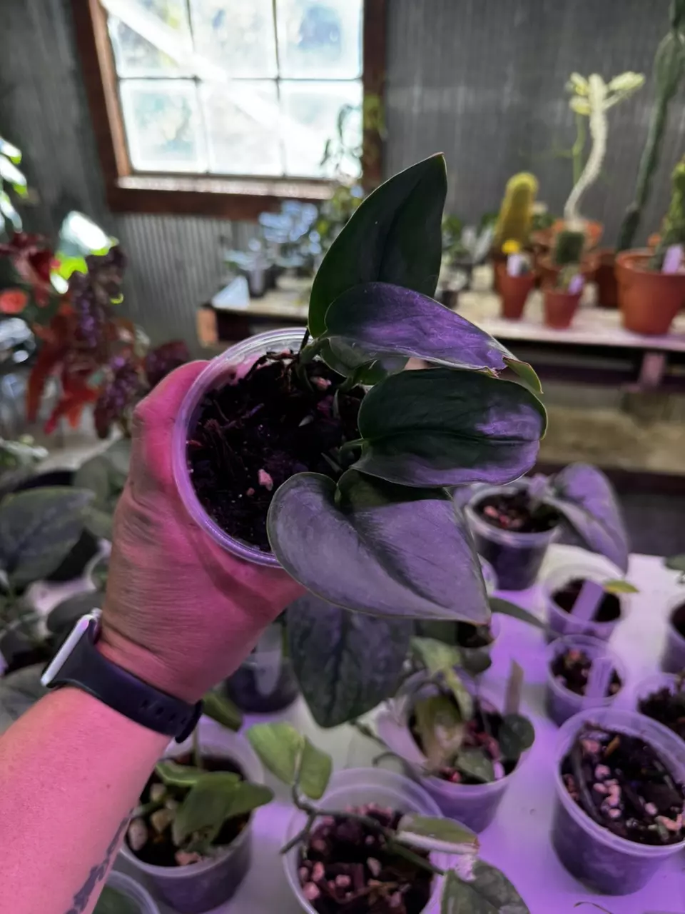 plant/0140 Scindapsus Treubii Moonlight 4”-0