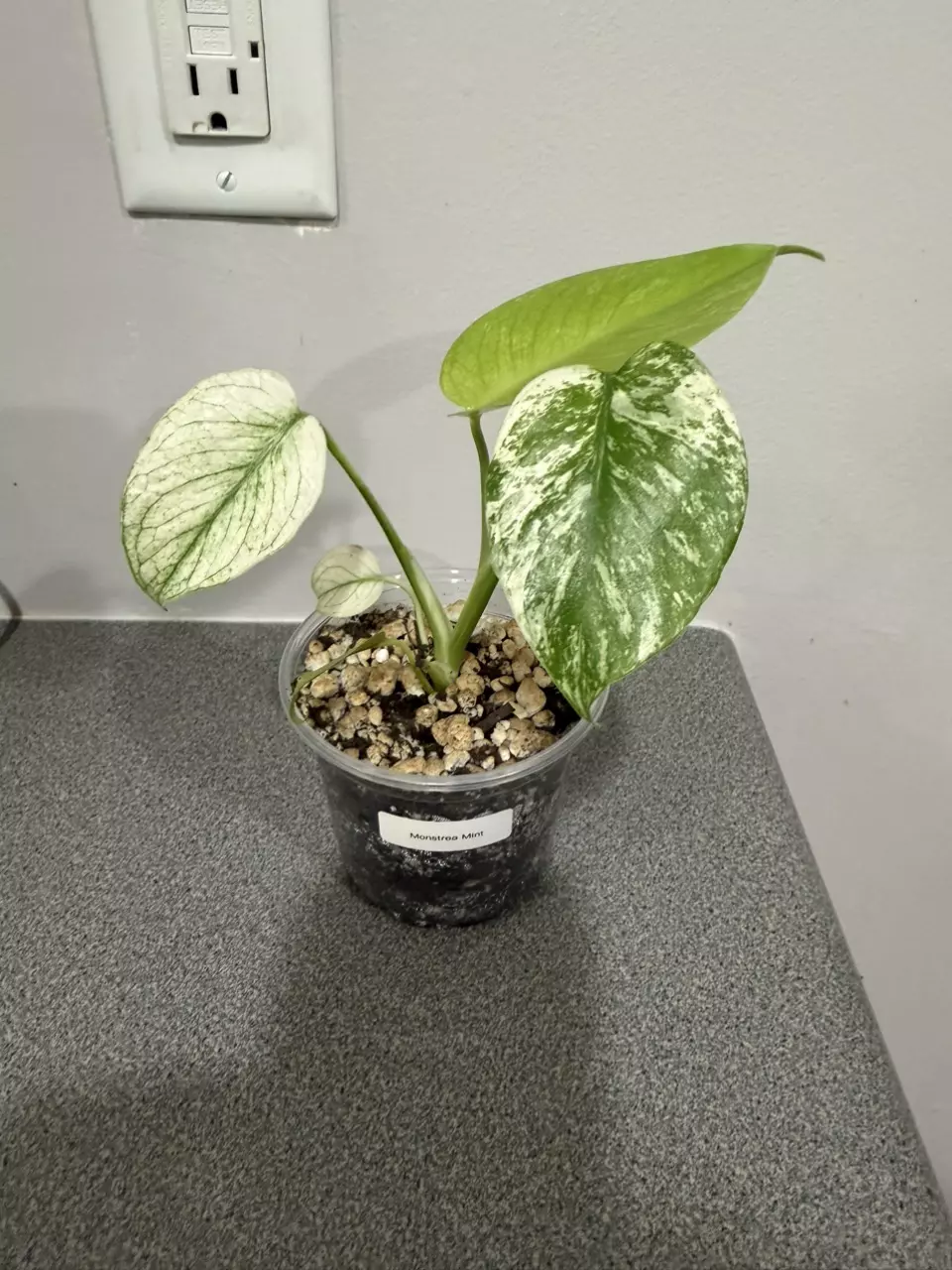 plant/Monstrea Mint-0