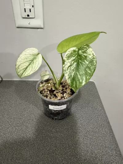 plant/Monstrea Mint-0-thumbnail