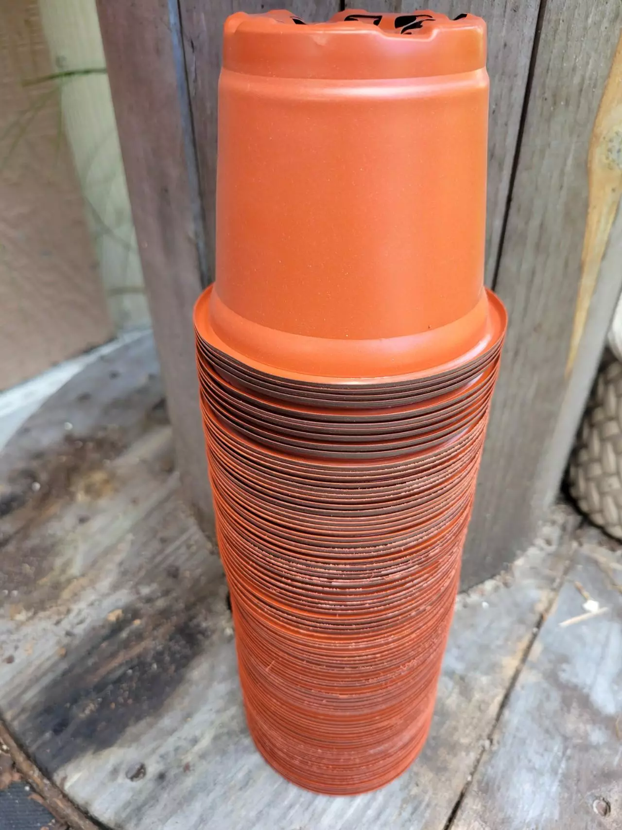 plant/4" plastic pot-0