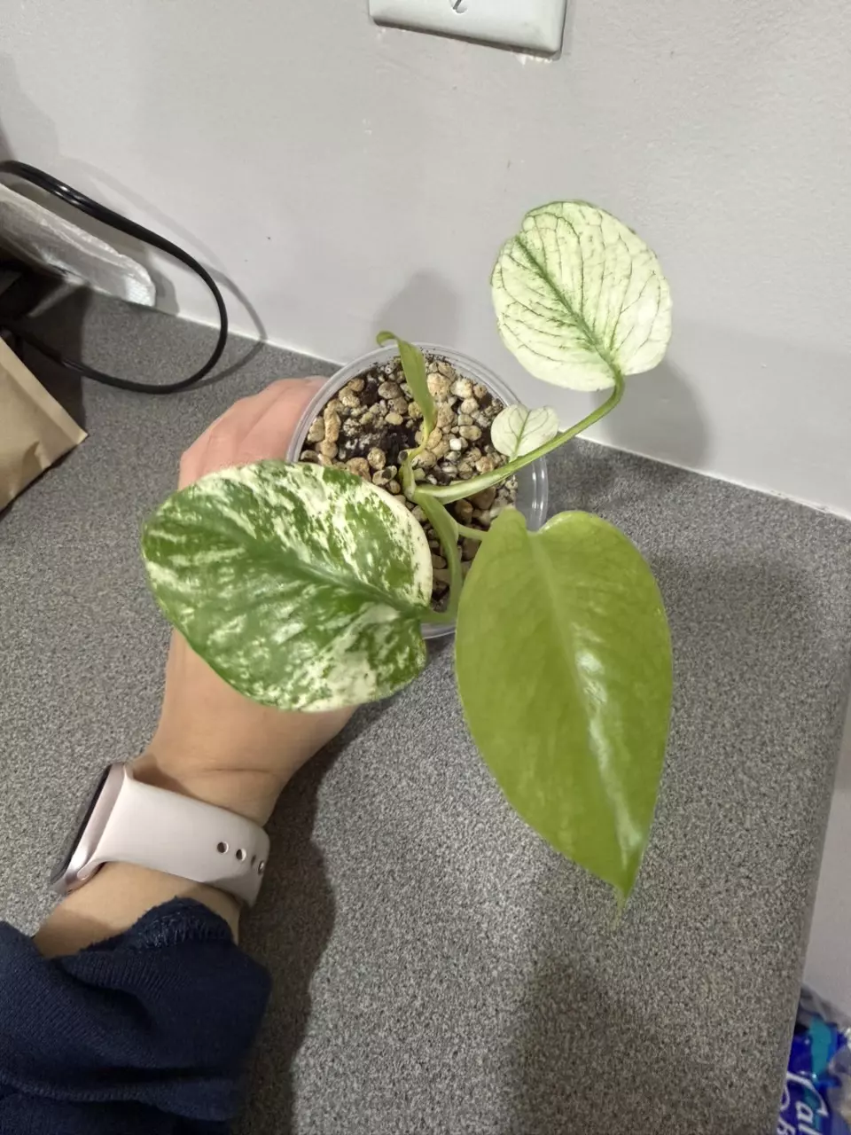 plant/Monstrea Mint-4