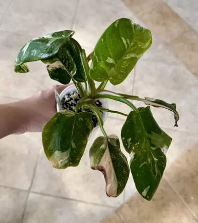 plant/Philodendron white princess rehab-0-thumbnail