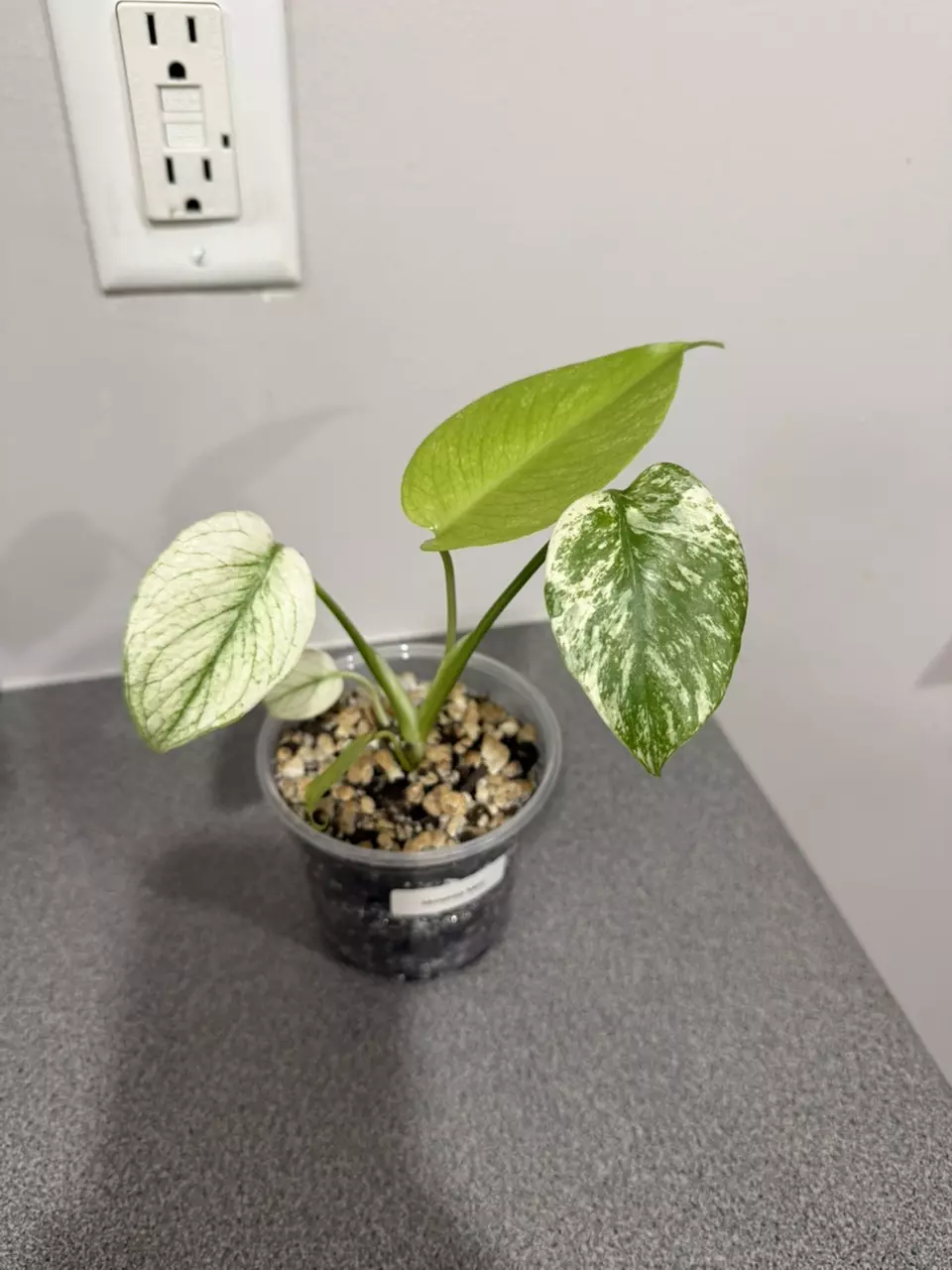 plant/Monstrea Mint-1