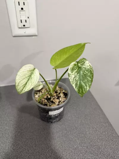 plant/Monstrea Mint-1-thumbnail