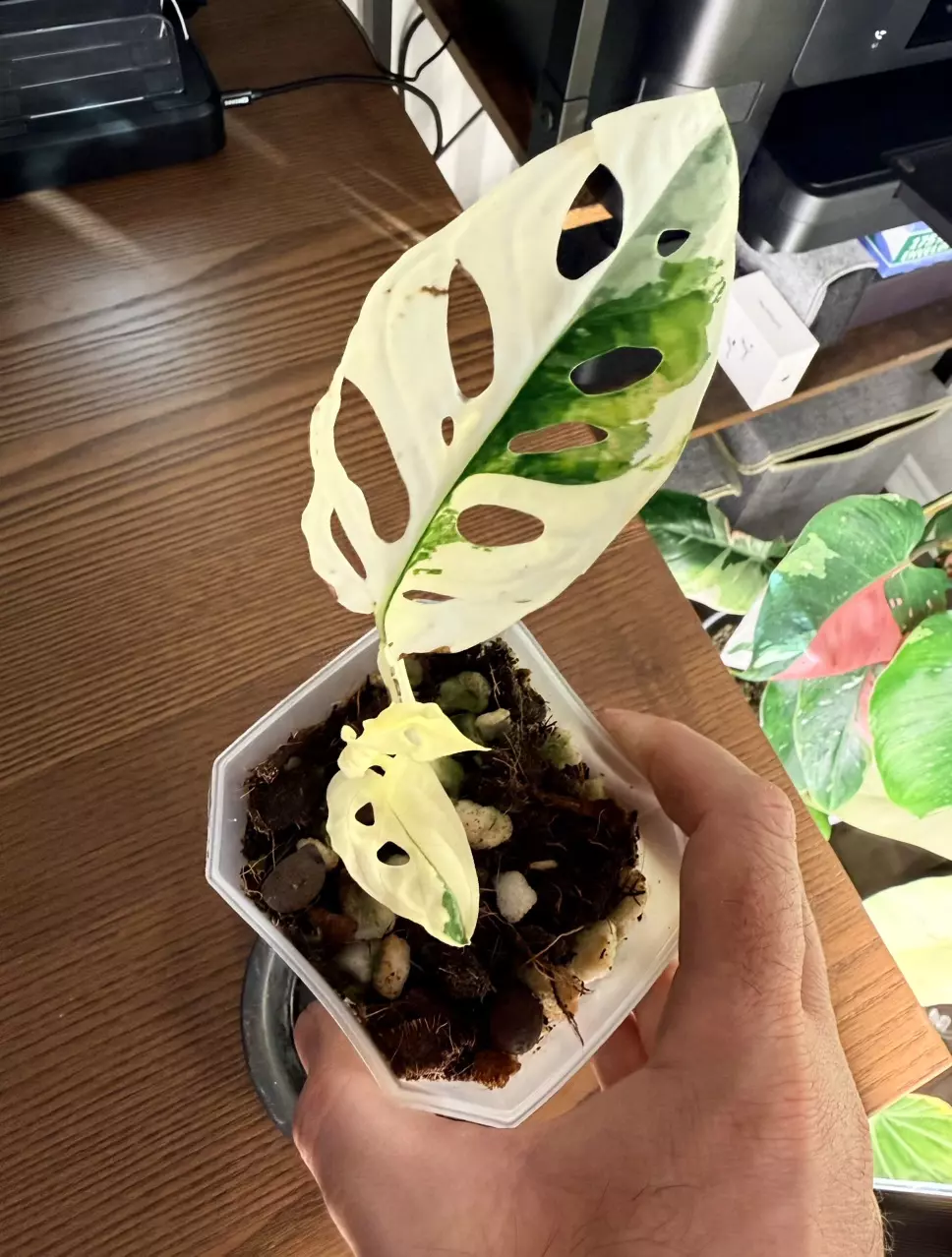 plant/Variegated Monstera Adansonii-2