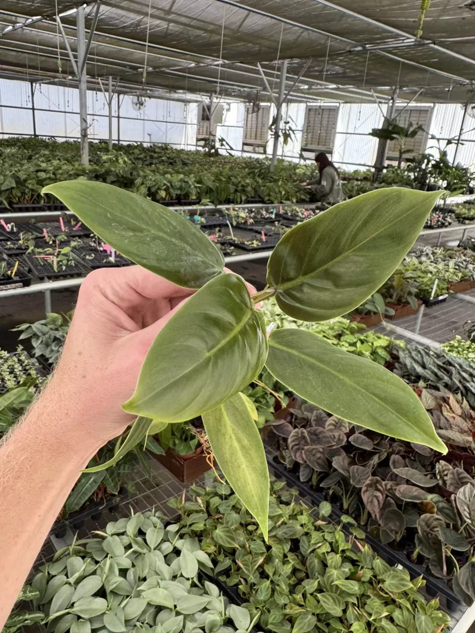 plant/XL philodendron subhastatum starter plant growers choice-1