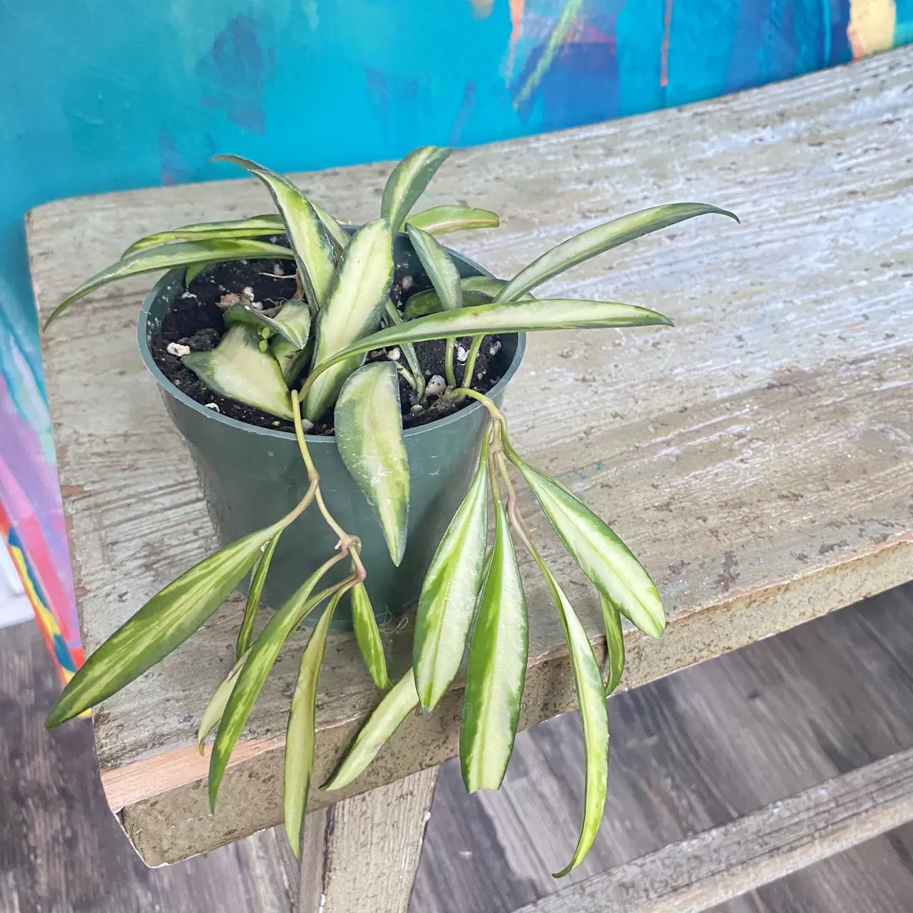 plant/Hoya Wayetti-0