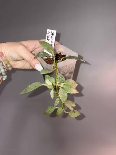 plant/Hoya Lacunosa Mint Coin-0-thumbnail