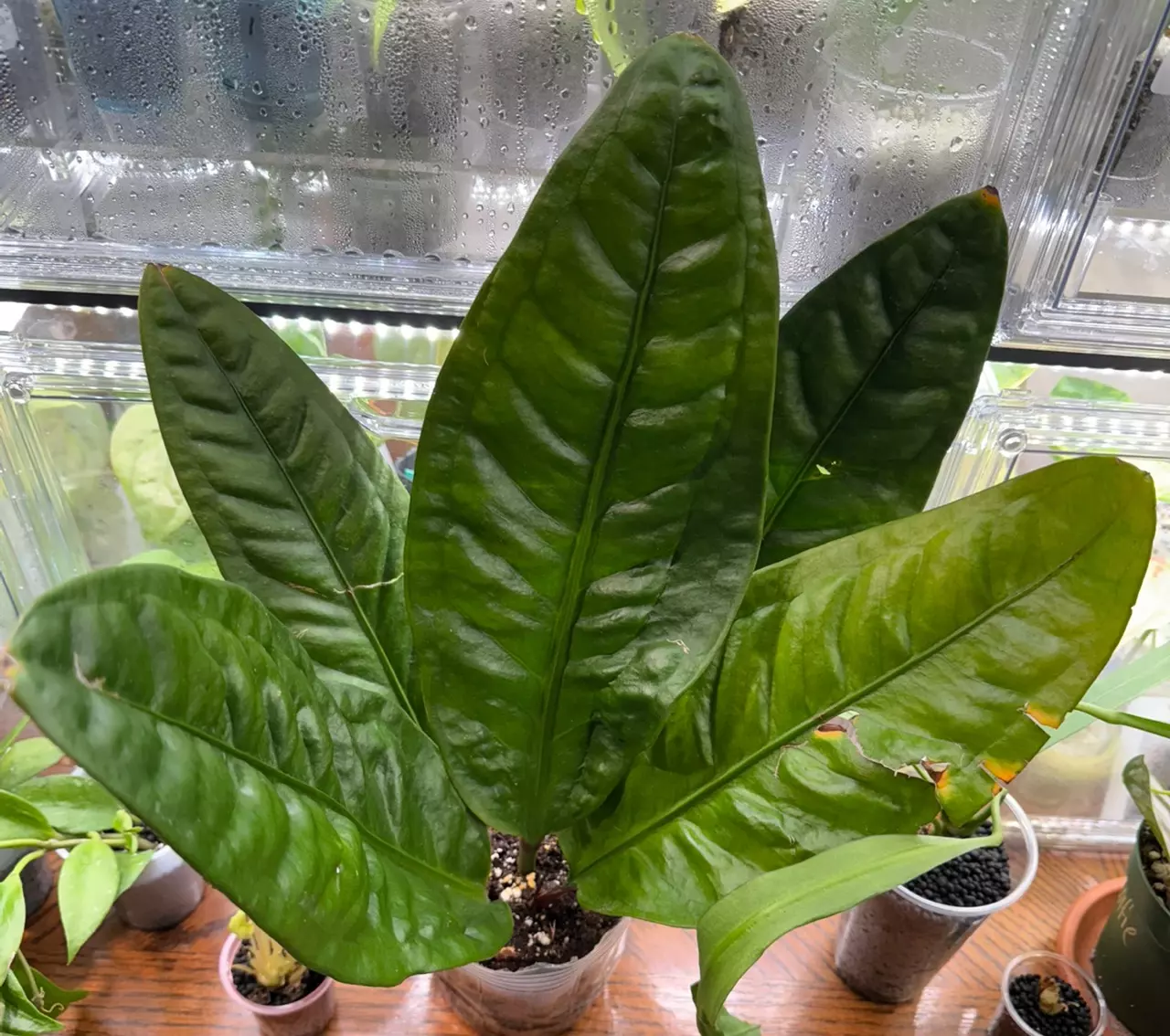 plant/Anthurium SuperBum-0