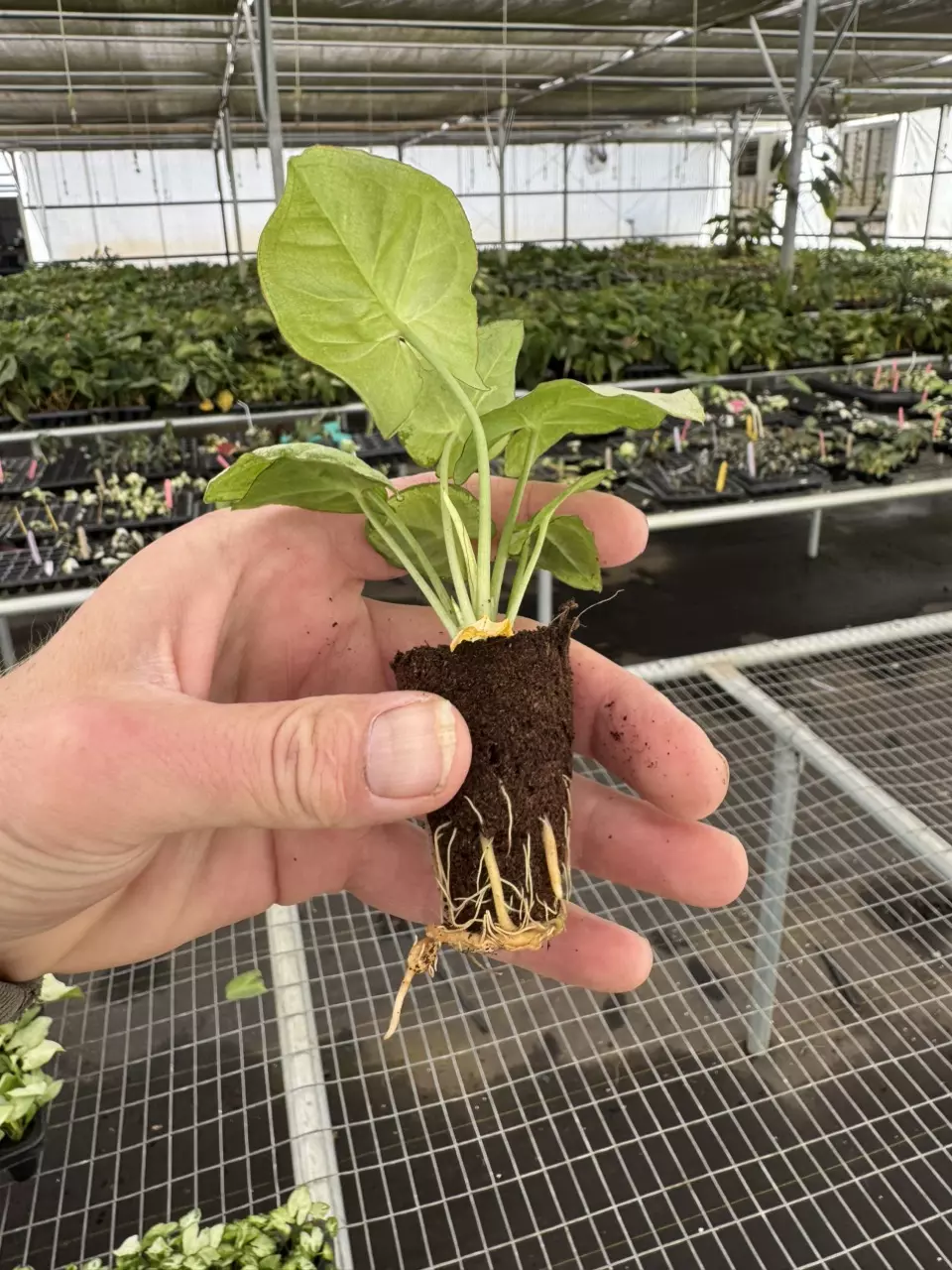 plant/Syngonium space dust starter plant growers choice-6