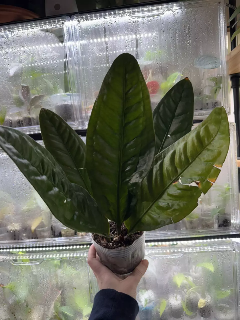 plant/Anthurium SuperBum-1