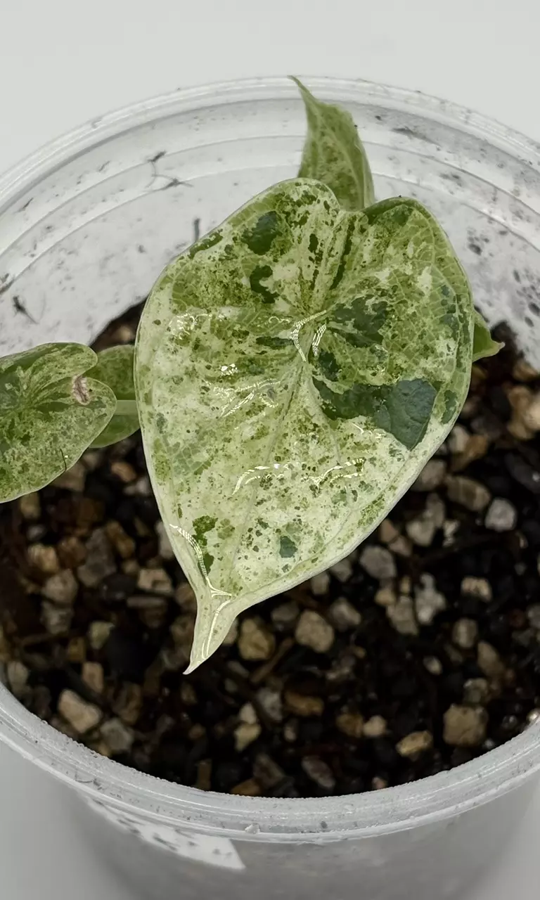 plant/#4 Alocasia Baginda Dragon Scale
Mint-0