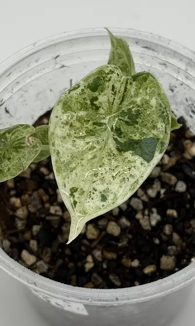 plant/#4 Alocasia Baginda Dragon Scale
Mint-0-thumbnail