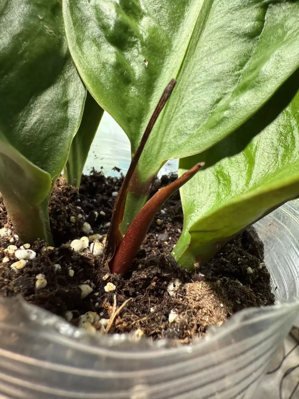 plant/Anthurium SuperBum-3