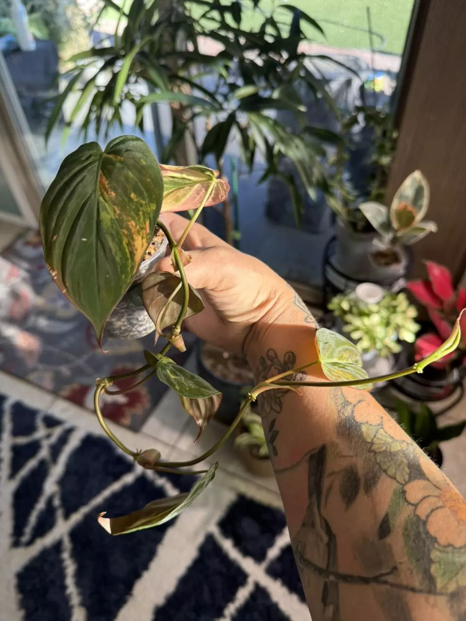 plant/Philodendron Micans Aurea-1